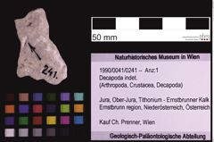 Foto (Objekt + Etiketten) von Decapoda indet. (NHMW-GEO-1990-0041-0241)